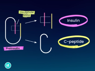 The Importance of C-peptide in Autoimmune T1D  